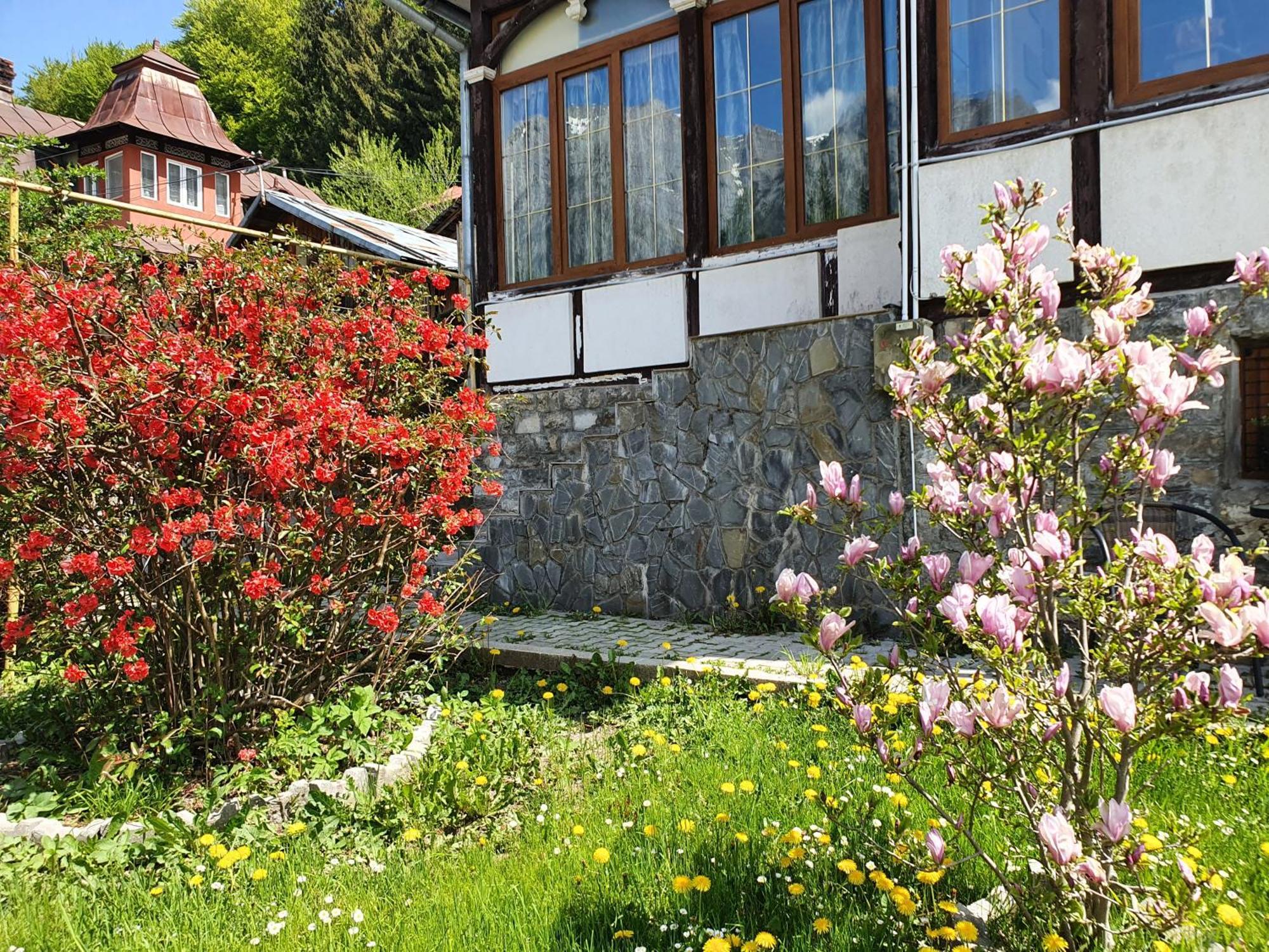 Vila Bradet Buşteni Esterno foto