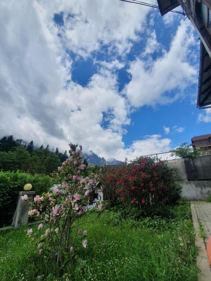 Vila Bradet Buşteni Esterno foto